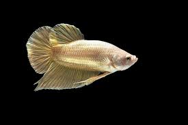 Betta Fish - Female