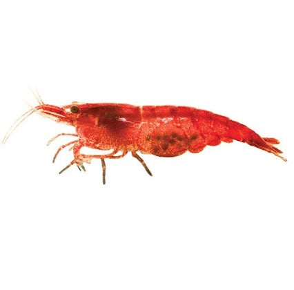 Neocaridina Dwarf Shrimp