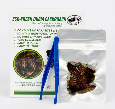 ProBugs Dubia Cockroach