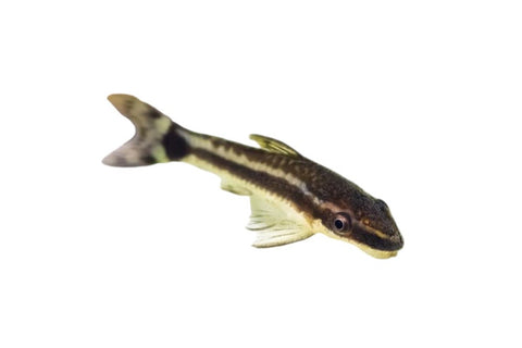 Otocinclus Catfish