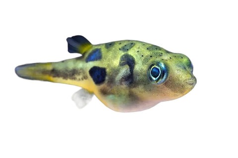 Pea Pufferfish