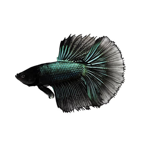 Betta Fish - Male