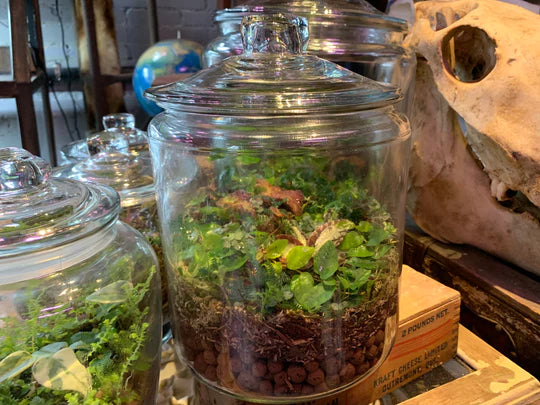 Bioactive Mini Terrarium – The Beastiary