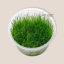 Eleocharis pusilla