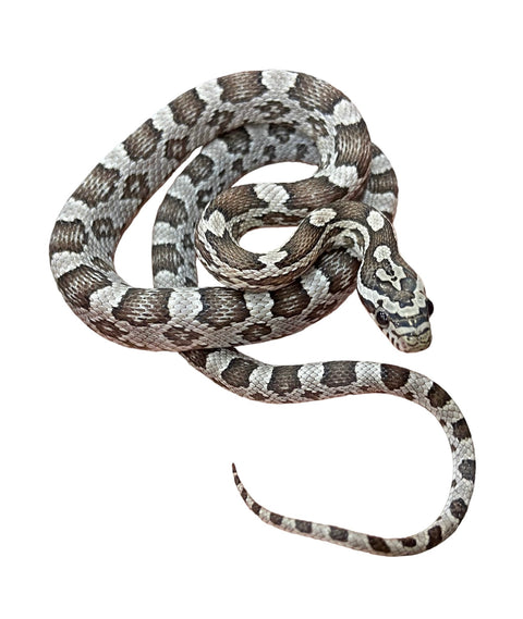 Juvenile Corn Snake