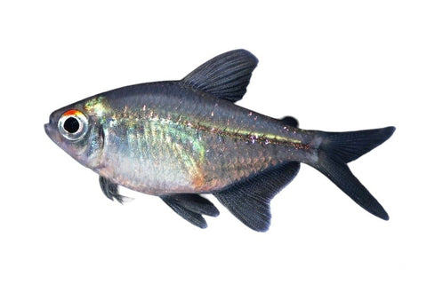Diamond Tetra