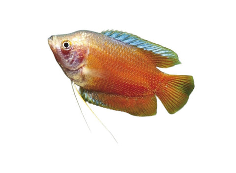 Red Fire Dwarf Gourami