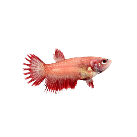 Betta Fish - Female