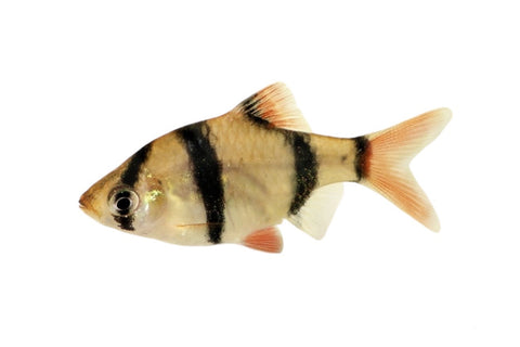 Tiger Barb