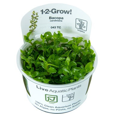 Bacopa caroliniana (1-2-Grow!)