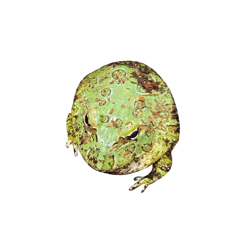 Juvenile Pac-Man Frog