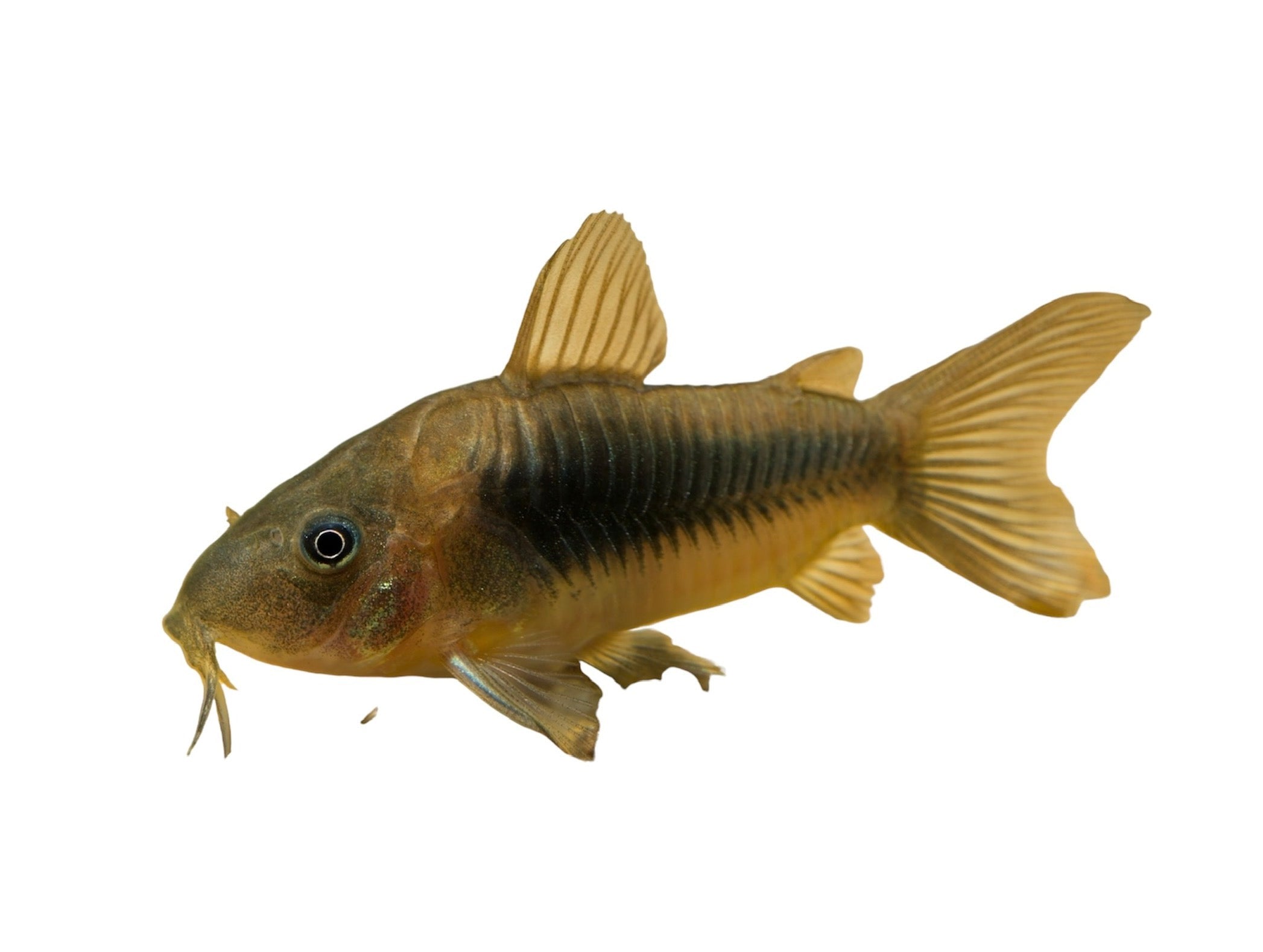 Bronze Corydora Catfish – The Beastiary