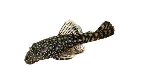 Normal Ancistrus Pleco