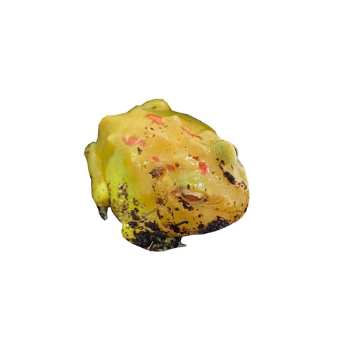 Juvenile Pac-Man Frog