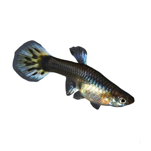 Guppy - Female