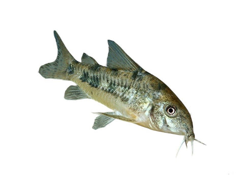 Pepper Corydora Catfish