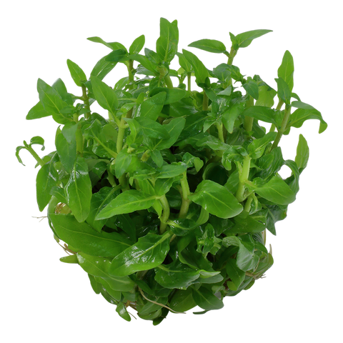 Staurogyne Repens (1-2-Grow!)