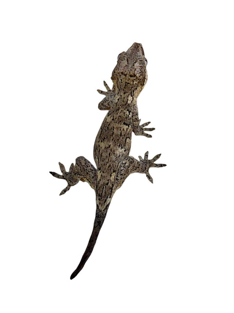 Juvenile Gargoyle Gecko