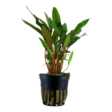 Cryptocoryne beckettii 'Petchii' (Tropica)