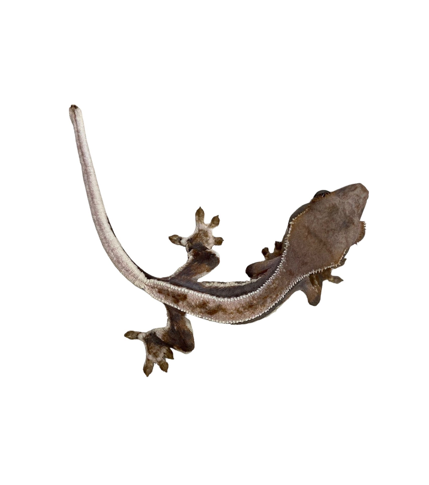 Crested 2024 gecko shop