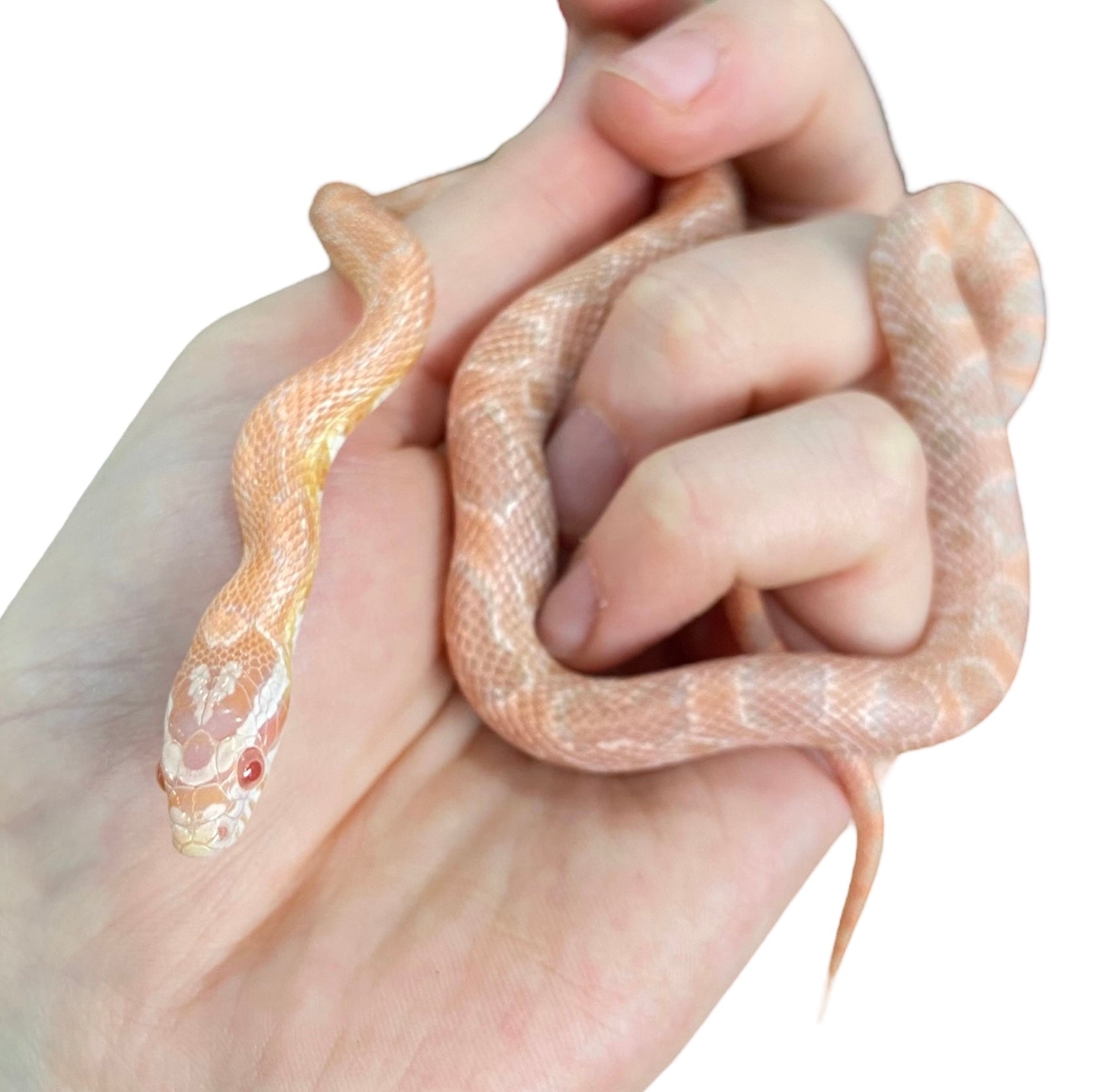 Corn shop snake shop