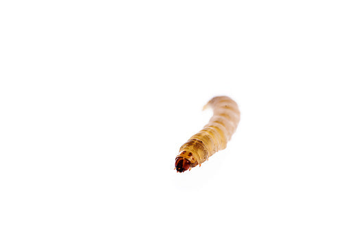 Waxworm – The Beastiary